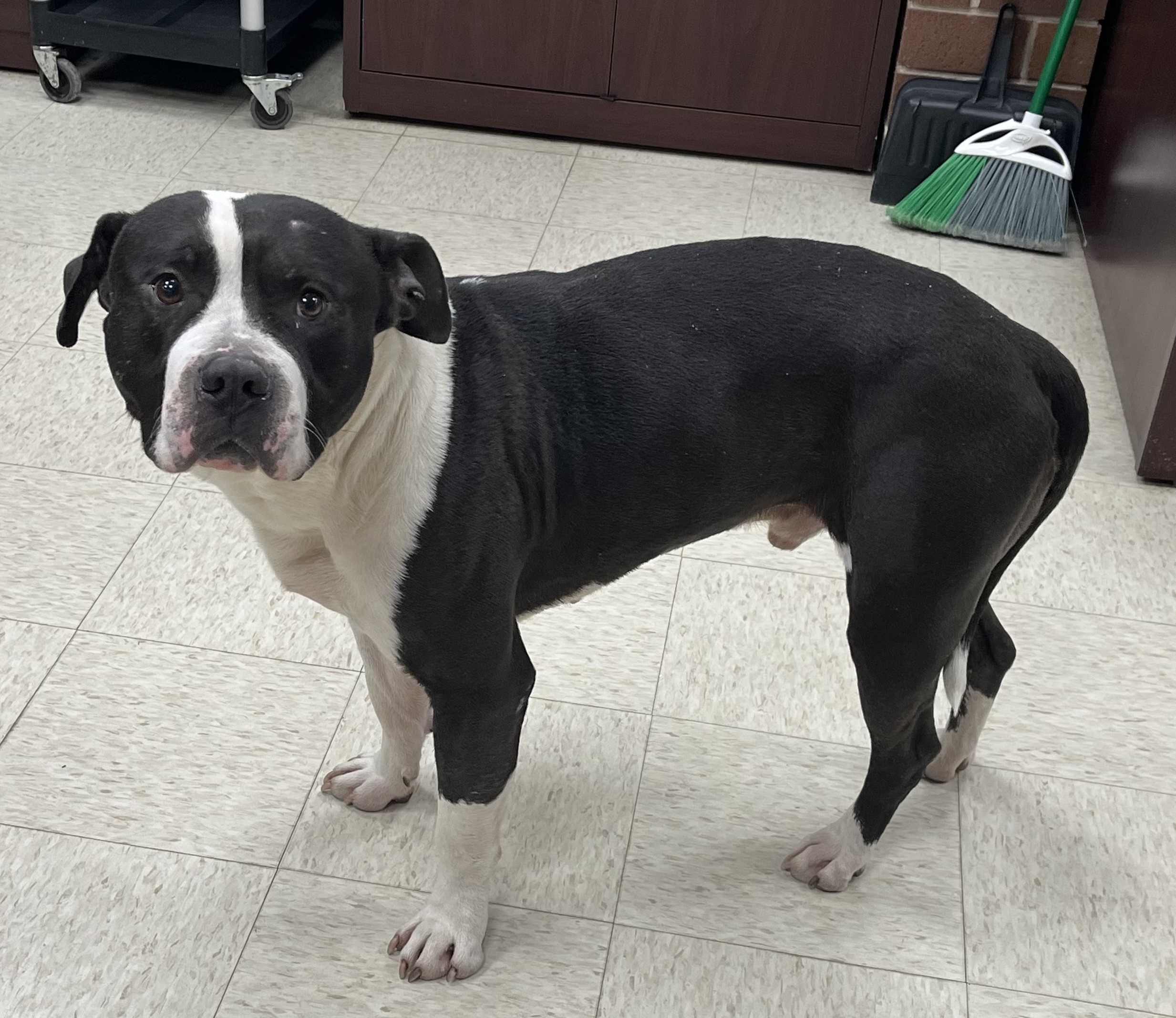 Stray animal 1.24.26