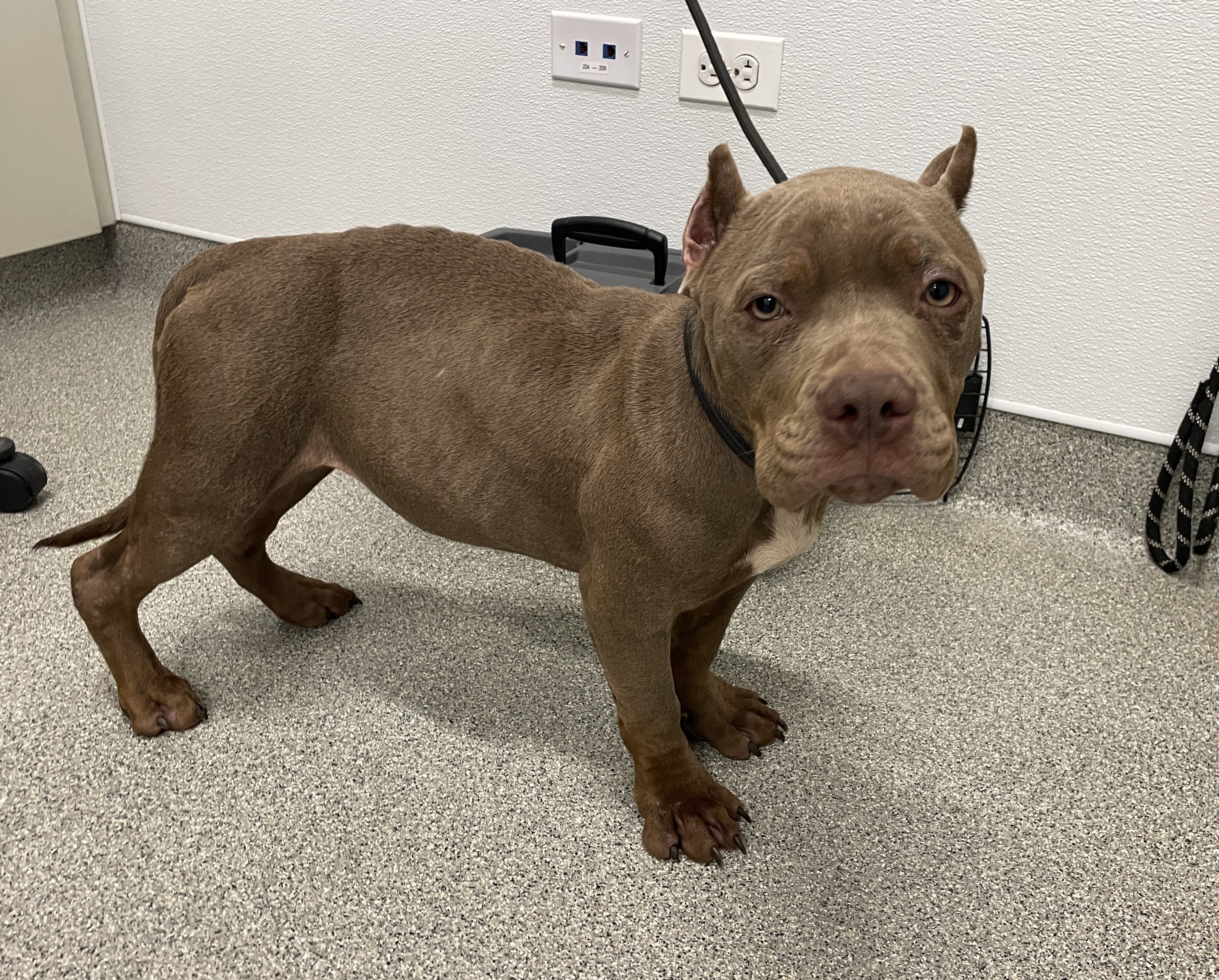 stray animal2 12.27.25