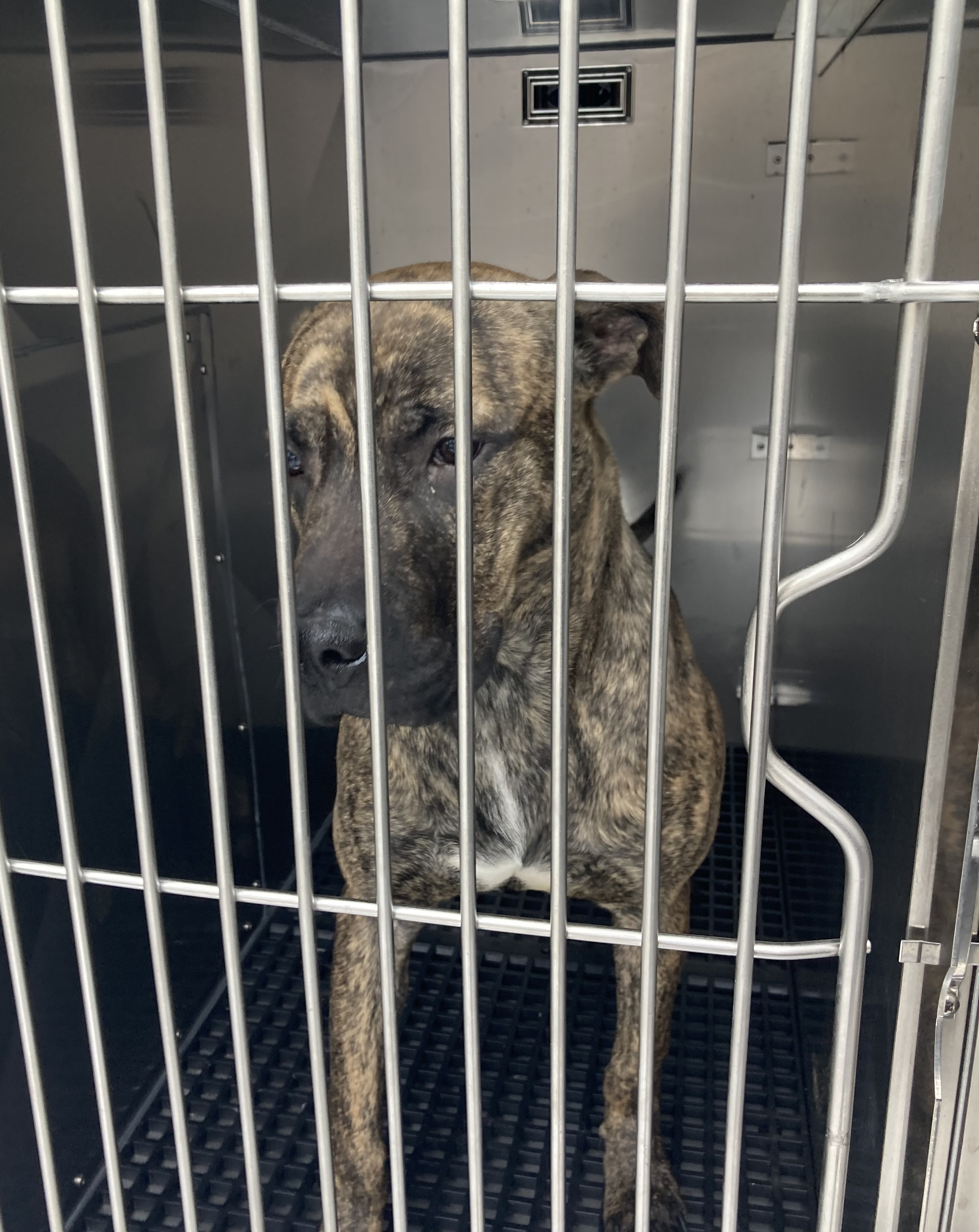 stray animal 12.30.25a